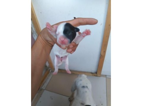 French bulldog yavrularımız