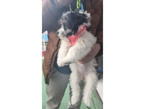 Sağlıklı morkie