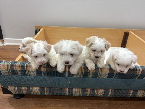 Maltese bebekler