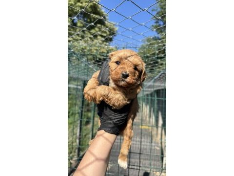 Köpeğimiz hakkında detaylı bilgi için arayın