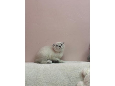 Aşılı tuvalet egıtımlı scottish fold bebeklerimiz