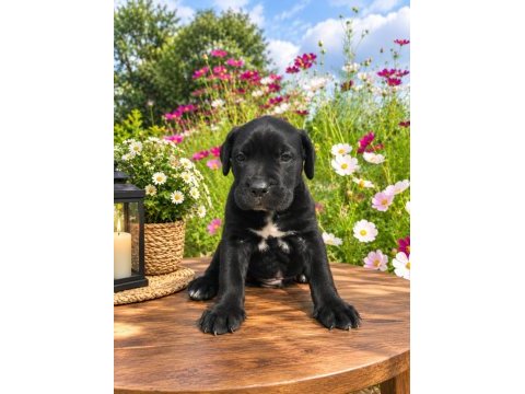 Cane corso özel siyah brindle renk erkek yavru