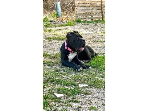 Şecereli anne babadan üst düzey cane corso yavrum