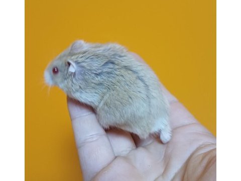 Yavru hamster gonzales