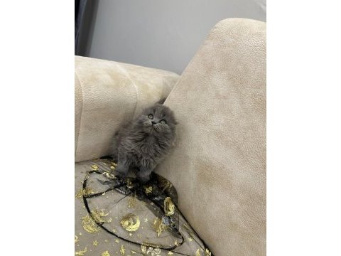 Show kalite british longhair