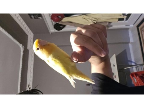 Full artı full evcil oyuncu sevda papağanı