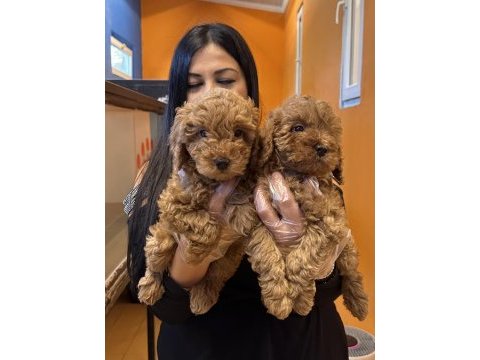 Sağlık ve ırk garantili toy poodle yavrularım