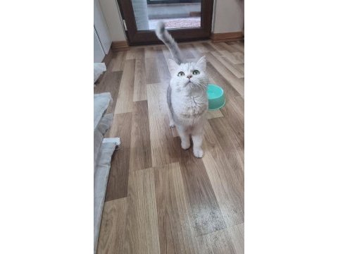 Ücretsiz sahiplendirme kedimiz