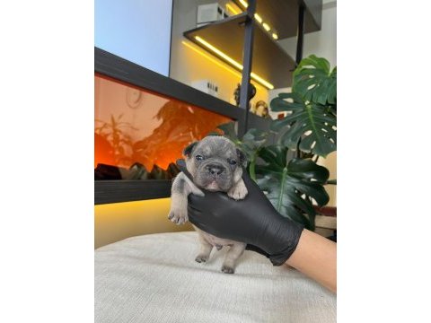 Rengarenk french bulldog yavrularım rezerveye açık