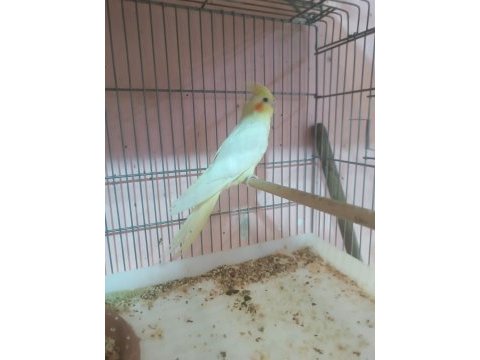 Yavru veya yetişkin sultan papağanı