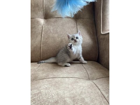 Şecereli anne babanın silver shaded british shorthair bebeği
