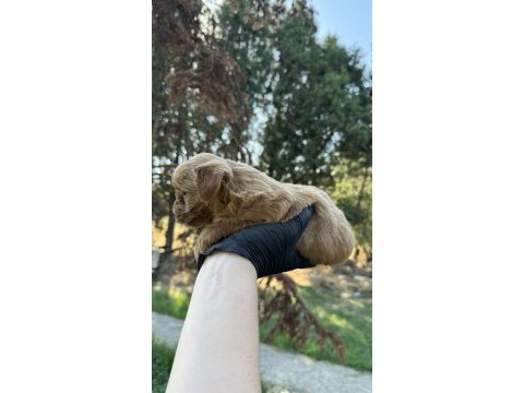 En kaliteli maltipoo yavruları