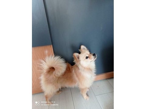 Pomeranian boo acil