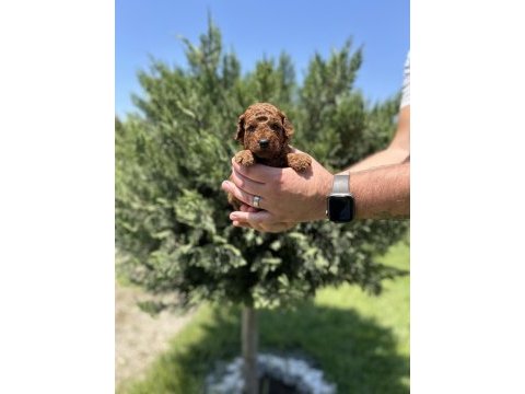 Gerçek toy poodle yavrular