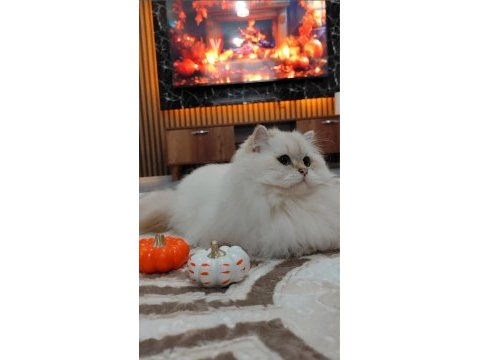British longhair kedimiz yeni yuvasını arıyor