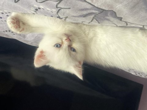 Tatlı yumurcaklar scottish fold