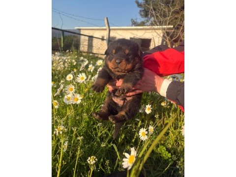 Fcı scr koca kafa rottweiler yavrular