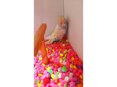 Ev üretimi erkek yavru muhabbet kuşu