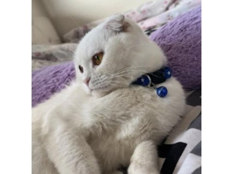 2 yaşında dişi scottish fold