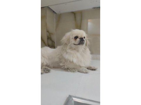 Köpeğimiz acil sahiplendirilir