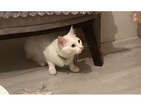 Ücretsiz sahiplendirme ankara kedisi