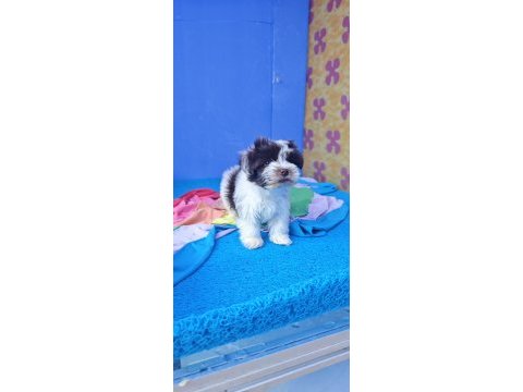 Şahane a kalite orjinal morkie yavrular