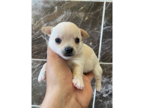 Teacup orjinal chihuahua yavrular