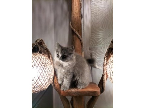 Evimizin neşesi british longhair kedime yuva ariyoruz