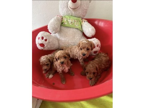 Kore toy poodle yavrular yeni yuvasını bekliyor