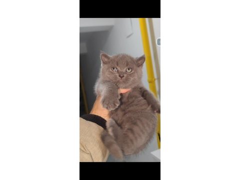 British shorthair kedisi