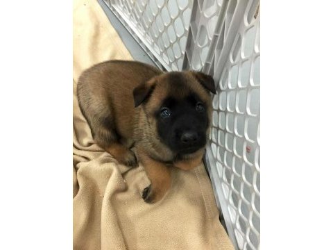 Hırs küpü belçika malinois yavrular