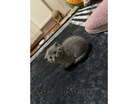 British shorthair minikler hazır