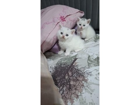Küçük british shorthair minnaklarım