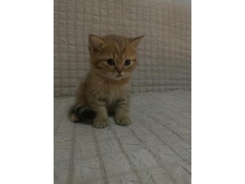 Çok insancıl yavrularımız