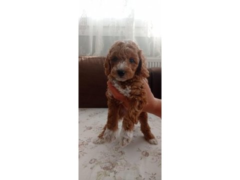 Toy poodle cinsi yavrular