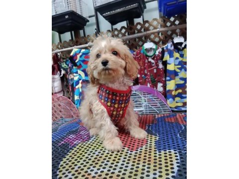 Dişi maltipoo