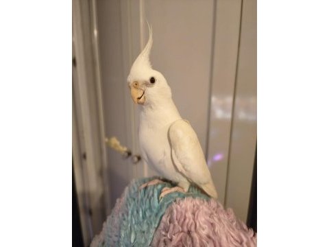 Damızlık erkek albino sultan papağanı erkek