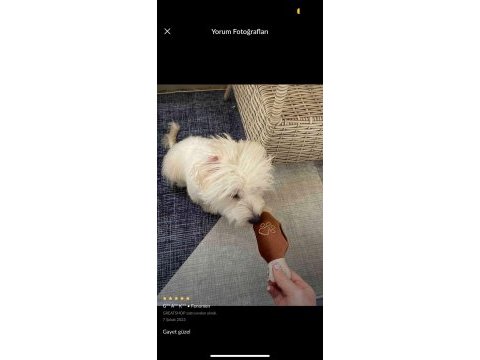 Oğlumuza iyi bir yuva arıyoruz maltipoo