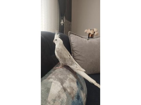 Wf erkek sultan papağanı