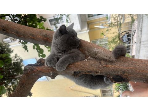 4 aylık british shorthair erkek kedi