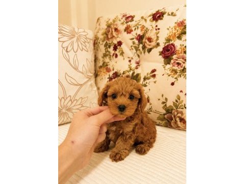 Micro teacup maltipoo
