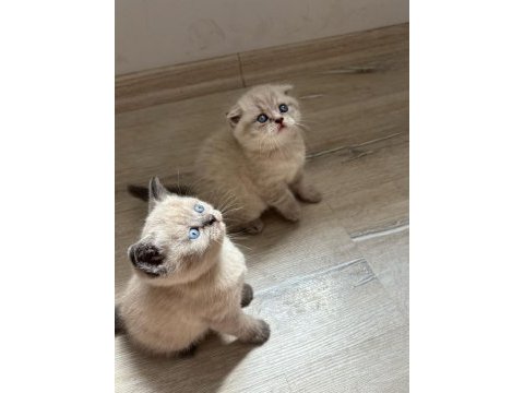 Birbirinden güzel scottish fold bebeklerimiz