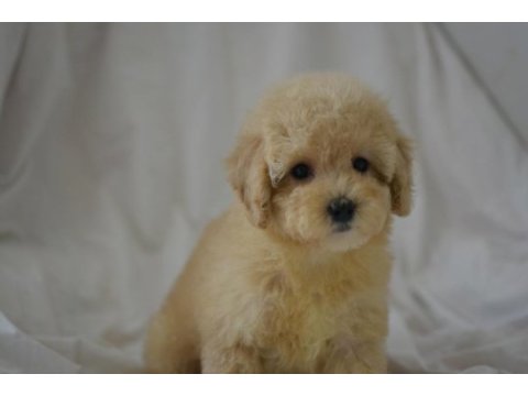 Yeni yıl maltipoo bebeklerimiz