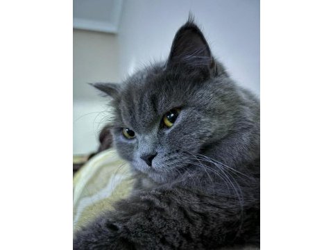 British longhair 1 yaşındaki kızıma eş arıyorum