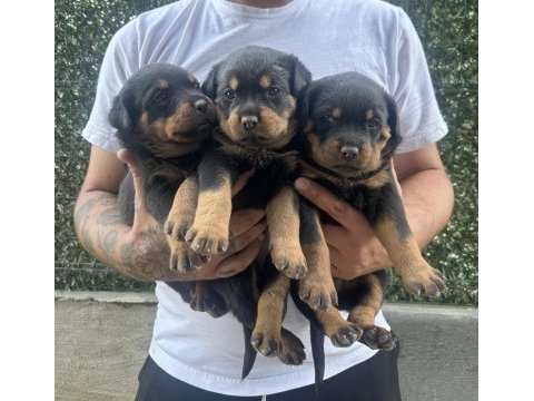 Koca kafa rottweiler