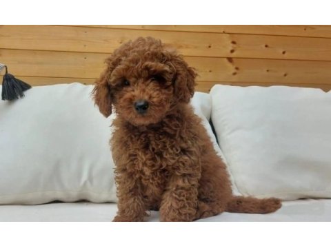 Prenses gibi dişi poodle yavru