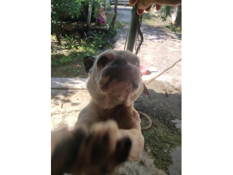 Dişili erkekli french bulldog 1.5 yaşlarında