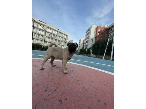 Pug cinsi 3.5 aylık dişi köpek (eşyalarıyla beraber)