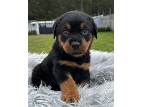 Anne baba a scrli rottweiler yavrular