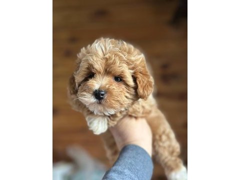 Maltipoo yavrularımız